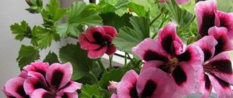 Pelargonium on the windowsill