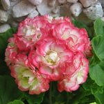 Pelargonium rosebud: characteristics of royal geranium and features of its care