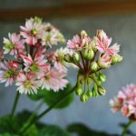 pelargonium