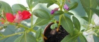 Replanting an indoor flower