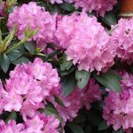 Transplanting rhododendron to another place in the fall - a detailed guide