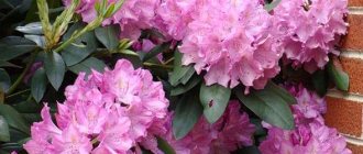 Transplanting rhododendron to another place in the fall - a detailed guide