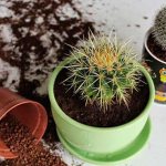 Transplanted cactus in a flowerpot