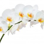 Период цветения орхидеи в домашних условиях