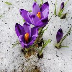 First spring crocuses