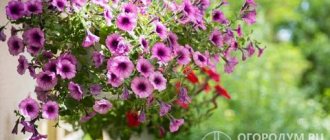 Petunias in hanging pots (plant pots) serve as a traditional decoration for urban and country landscapes and home interiors.