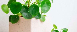 Pilea