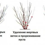 Why forsythia does not bloom: all the reasons and ways to eliminate them