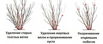 Why forsythia does not bloom: all the reasons and ways to eliminate them