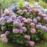 Why paniculate, large-leaved, tree-like hydrangea does not bloom, growing features