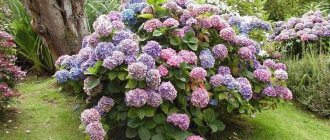 Why paniculate, large-leaved, tree-like hydrangea does not bloom, growing features