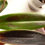 Why do orchid leaves darken: causes and treatment methods