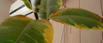 Why do the edges of leaves dry out on rubber ficus. Why do ficus leaves dry out? 