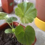 Why do geraniums have small leaves?