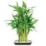 Why does indoor bamboo turn yellow?