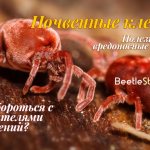 Почвенный клещ