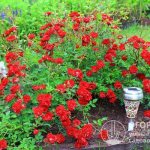 Ground cover roses are an excellent option for creating carpet-mosaic flower beds and edgings on the territory of a country house or cottage.