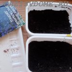 Preparing lobelia for sowing seedlings