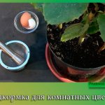 Подкормка для комнатных цветов