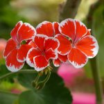 Fertilizing geraniums for flowering with iodine and peroxide