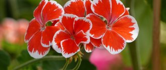 Fertilizing geraniums for flowering with iodine and peroxide