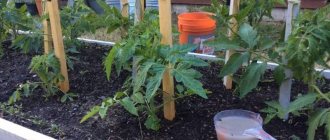 Feeding tomatoes and cucumbers with whey: the benefits of fermented milk product for obtaining a bountiful harvest