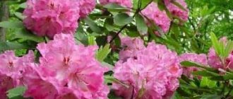 feeding rhododendrons