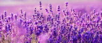 Lavender field