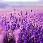 Lavender field