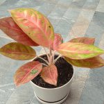 Useful properties of aglaonema