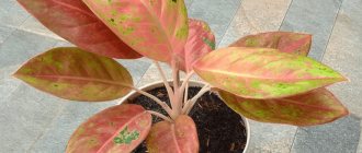 Useful properties of aglaonema