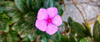 Useful properties of catharanthus