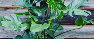 Useful properties of monstera