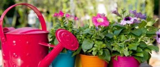 watering flowers