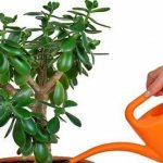 watering the Crassula