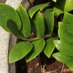 Watering Zamioculcas - rules and recommendations