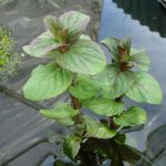 Popular varieties of mint with names, photos and descriptions