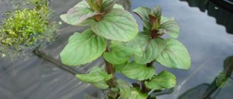 Popular varieties of mint with names, photos and descriptions