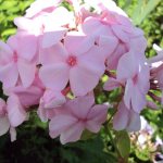 Planting phlox in the ground in spring