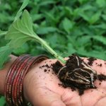 planting and caring for chrysanthemums in open ground