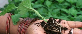 planting and caring for chrysanthemums in open ground