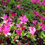 Planting and caring for azaleas at home