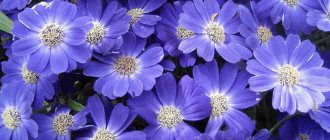 Planting and caring for cineraria in open ground