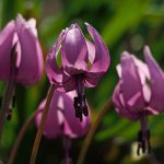 Planting and caring for erythronium