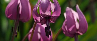 Planting and caring for erythronium