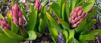 Planting and caring for hyacinths in open ground