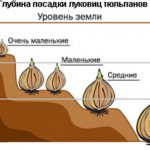 посадка тюльпанов осенью