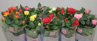 Proper care of indoor roses at home