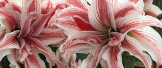 Representative of amaryllis with white and red flowers