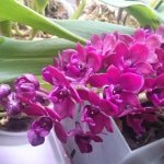 Beautiful blooming orchid